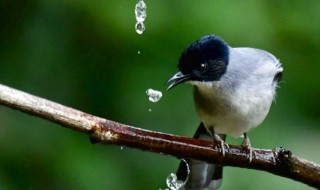 啄组词 啄组词和拼音