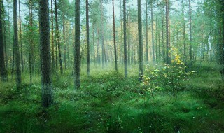 蚊怎么组词 蜓怎么组词组