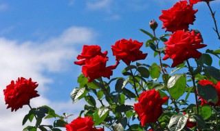 美国国花是什么（美国国花是什么花图片）