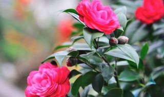 茶花树的养殖方法和注意 茶花树如何栽培