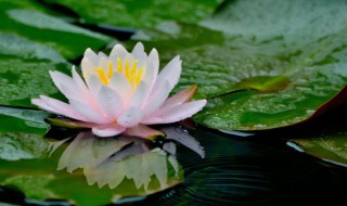 睡莲的种植方法和注意事项（盆栽睡莲的种植方法和注意事项）