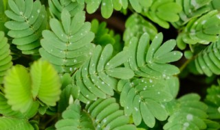 含羞草的功效与作用及禁忌（含羞草的功效与作用及禁忌图片）