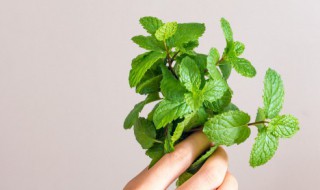 薄荷的功效与作用禁忌症(薄荷的功效与作用及禁忌是什么用及禁忌)