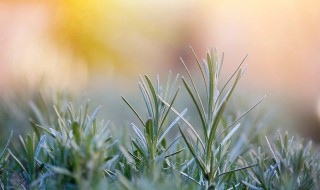 迷迭香怎么吃法 迷迭香的吃法简单介绍