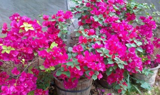 三角梅肥料（三角梅肥料施多了怎么办）