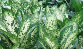 万年青怎么吃? 万年青怎么吃青怎么做