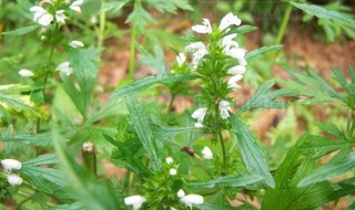 益母草的吃法和作用 益母草的吃法和作用是什么