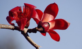 木棉花的功效和吃法（木棉花的功效和吃法禁忌）