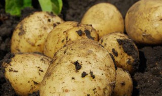 种土豆的方法和步骤（种土豆的方法和步骤视频）