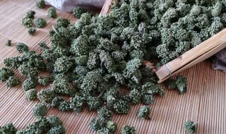 三七花的禁忌（三七花的禁忌是什么）