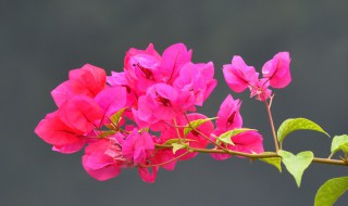 三角梅介绍（三角梅介绍简介）