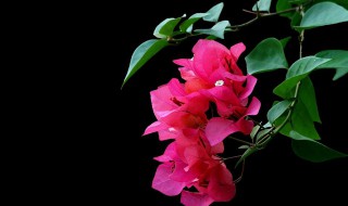 三角梅叶子蔫了的原因（三角梅叶子蔫了的原因是什么）