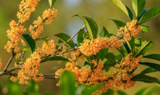 桂花树的风水禁忌养在阳台（桂花树在室内养的风水禁忌）