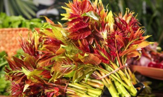 吃香椿的禁忌吃香椿要注意 吃香椿的注意事项