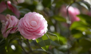 花字组词（花字组词一年级上册）