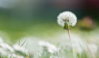 蒲公英作用与功效与禁忌（蒲公英作用与功效与禁忌图片）