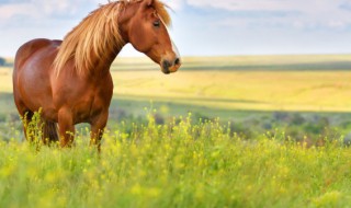 一骑绝尘代表什么动物(一骑绝尘的动物)