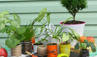 龙血树怎么扦插（龙血树怎么扦插才能活）