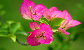 三角梅叶子发黄的原因及解决方法 三角梅叶子发黄是怎么回事儿