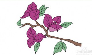 三角梅简笔画（怎么画三角梅简笔画）