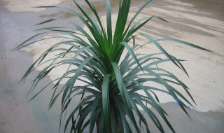 龙血树叶粉的功效与作用及食用方法(龙血树叶粉的功效和作用)