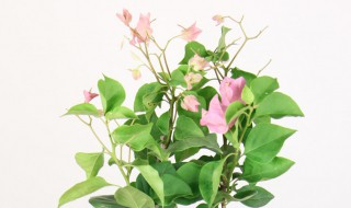 三角梅有毒吗 三角梅有毒吗?能不能放屋里