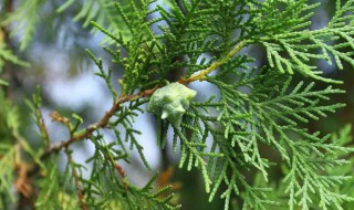 侧柏叶洗头简直绝了 侧柏叶洗头好吗