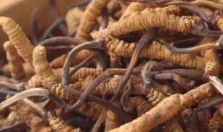 冬虫夏草的功效与吃法大全 冬虫夏草吃什么功效