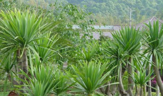 龙血树的寓意与风水 七彩龙血树的寓意与风水