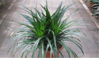 龙血树的功效与作用（龙血树的功效与作用图片）