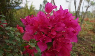 三角梅冬天怎么过冬 北方地栽三角梅冬天怎么过冬