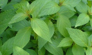 土黄连的功效与作用及禁忌 土黄连的功效与作用,土黄连的副作用