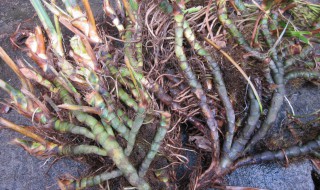 石菖蒲的功效与作用禁忌火炭 石菖蒲功效与作用点的功效与作用及禁忌