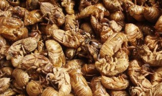 蝉蜕功效与作用及禁忌症 蝉蜕的功效与作用和禁忌