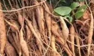 牛大力的禁忌人群（牛大力有什么禁忌）