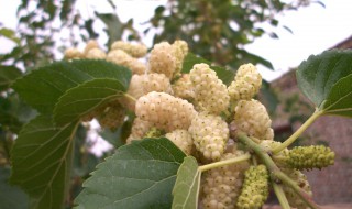 为什么用桑梓代表家乡（桑梓是家乡的意思吗）