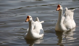 吃鹅肉的禁忌人群（吃鹅肉有哪些禁忌）