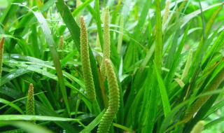 石菖蒲的作用与功效禁忌（石菖蒲功效与作用禁忌的功效与作用及禁忌）