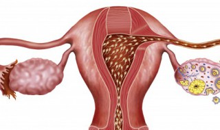 做完人工授精后注意事项 做完人工授精后注意事项和饮食