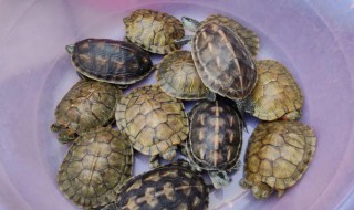 巴西龟的饲养注意事项 巴西龟的饲养注意事项有哪些