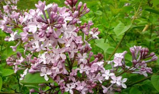 丁香功效和作用及禁忌（丁香的功效与作用禁忌的功效与作用及禁忌）