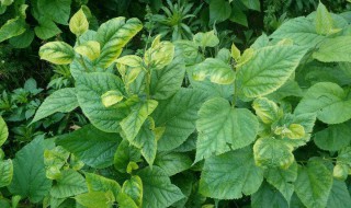 桑树叶泡水喝注意什么强弱(桑树叶泡水喝的禁忌)