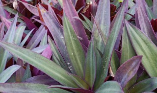 紫背万年青的功效与禁忌 紫背万年青可以食用吗