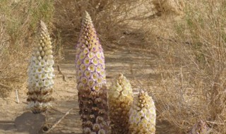 肉苁蓉的禁忌注意事项 肉苁蓉的禁忌注意事项和禁忌