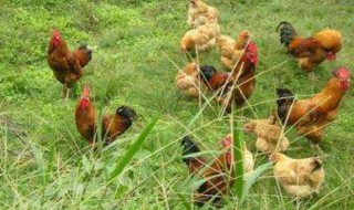 农村散养土鸡需要注意些什么（农村家庭散养土鸡方法）