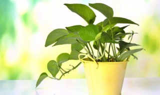 绿萝的养护方法及注意事项 绿萝的养护方法及注意事项视频