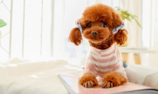 养狗狗的注意事项泰迪（养泰迪幼犬的注意事项）