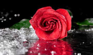 种植玫瑰花注意事项（种植玫瑰花注意事项玫瑰苗种植方法）