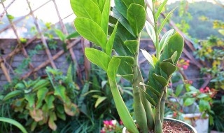 金钱树的养护和注意事项 金钱树的养殖方法和注意事项