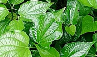 假蒌的功效与作用禁忌 假蒌的禁忌人群